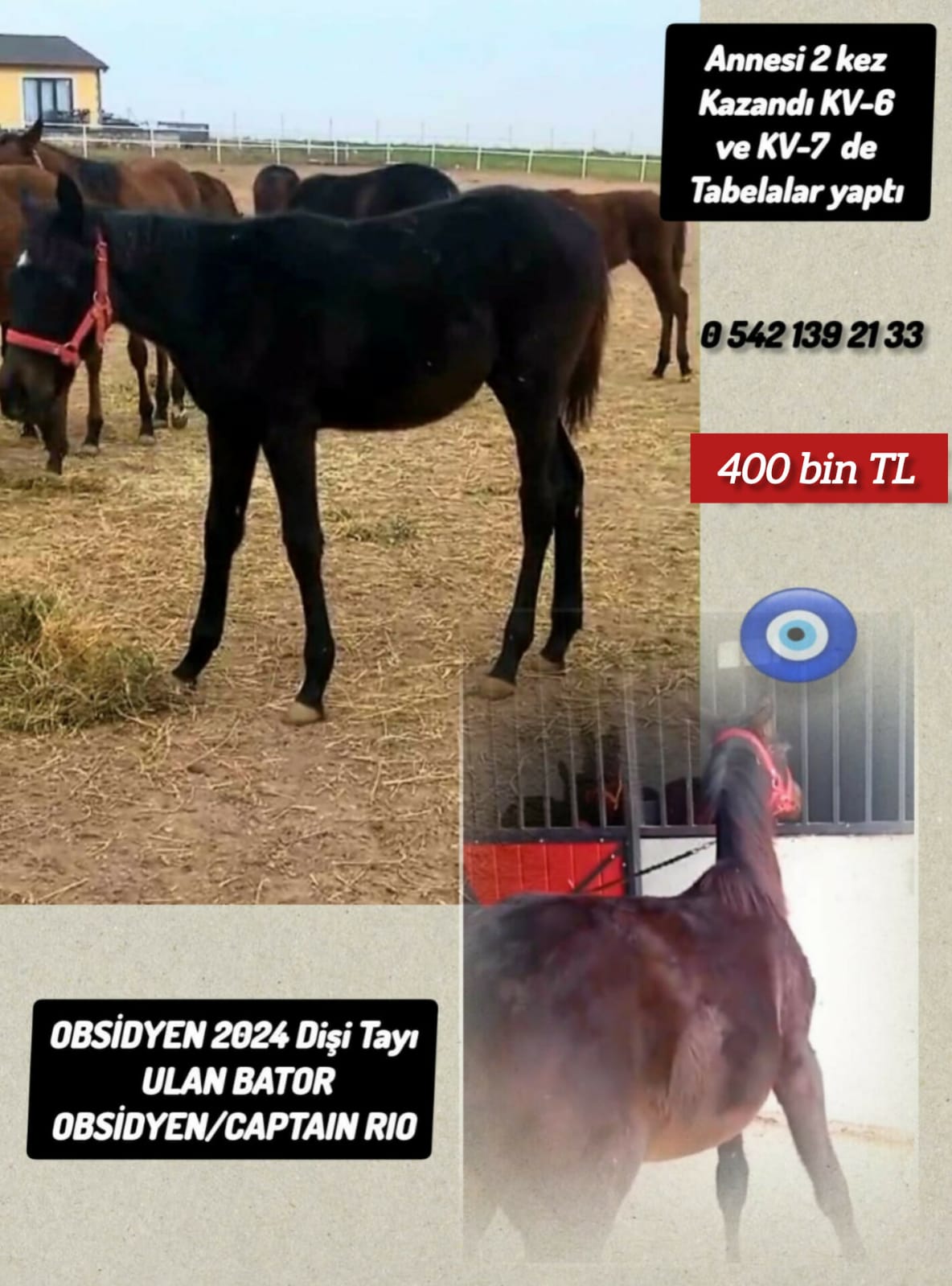 2024 doğumlu Ulanbator Dişi Tayı Anne Obsidyen